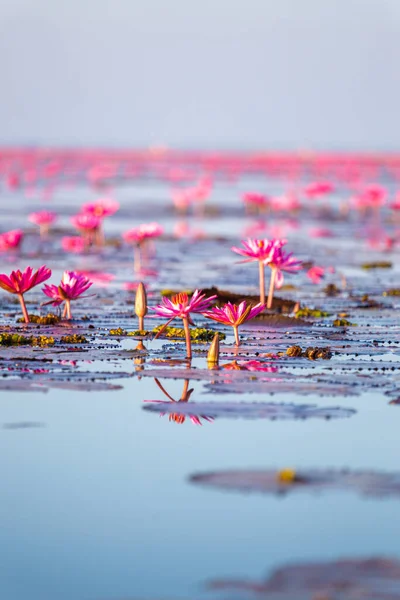 Paysage Lotus Rouge Mer Matin Fond Flou Dans Jour Lumineux — Photo