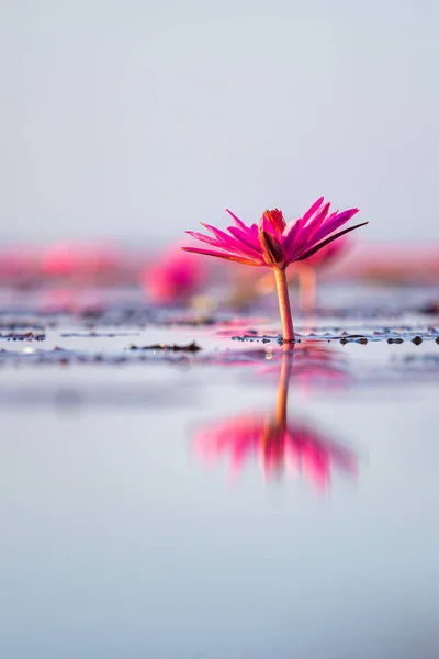 Landscape Red Lotus Sea Morning Blurred Background Bright Day Udon — Stock Photo, Image