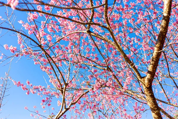 Vahşi Himalaya kiraz çiçekleri Tayland 'da güzel çiçekler Koon Chang Kean, Changmai Tayland Eyaleti, Tayland' da Sakura