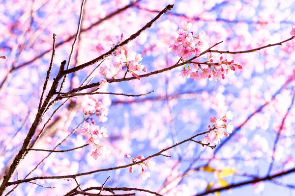 Fleurs Magnifiques Cerisier Himalaya Sauvage Thaïlande Koon Chang Kean Province — Photo