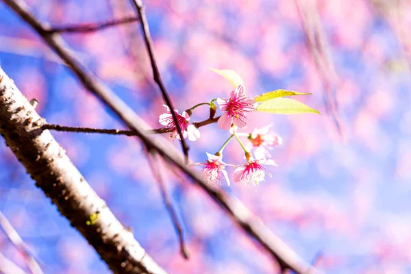 Wild Himalayan Cherry Blossom Beautiful Flowers Thailand Koon Chang Kean — Stock Photo, Image