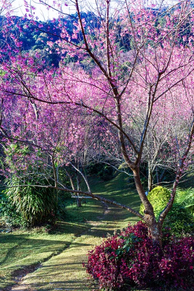 Vahşi Himalaya kiraz çiçekleri Tayland 'da güzel çiçekler Koon Chang Kean, Changmai Tayland Eyaleti, Tayland' da Sakura