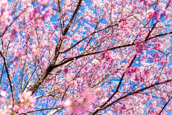 Vahşi Himalaya kiraz çiçekleri Tayland 'da güzel çiçekler Koon Chang Kean, Changmai Tayland Eyaleti, Tayland' da Sakura