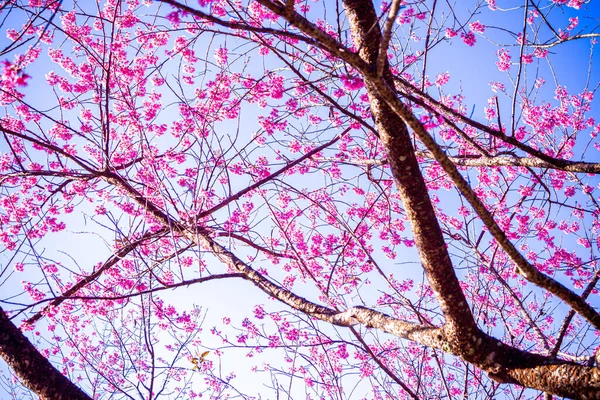 Vahşi Himalaya kiraz çiçekleri Tayland 'da güzel çiçekler Koon Chang Kean, Changmai Tayland Eyaleti, Tayland' da Sakura