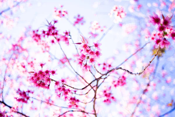Wild Himalayan Cherry Flowers Beautiful Flowers Thailand Koon Chang Kean — Φωτογραφία Αρχείου
