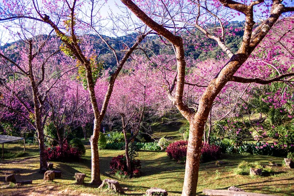 Vahşi Himalaya kiraz çiçekleri Tayland 'da güzel çiçekler Koon Chang Kean, Changmai Tayland Eyaleti, Tayland' da Sakura
