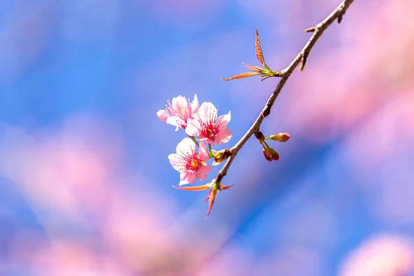 Flor Cerezo Del Himalaya Salvaje Hermosas Flores Tailandia Koon Chang — Foto de Stock