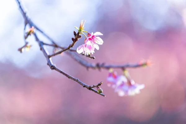 Wild Himalayan Cherry Blossom Beautiful Flowers Thailand Koon Chang Kean — Stock Photo, Image