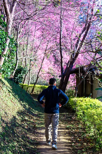 Vahşi Himalaya kiraz çiçekleri Tayland 'da güzel çiçekler Koon Chang Kean, Changmai Tayland Eyaleti, Tayland' da Sakura