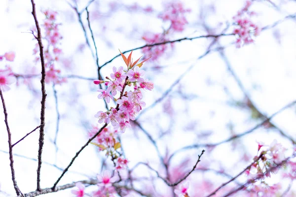 Wild Himalayan Cherry Flowers Beautiful Flowers Thailand Koon Chang Kean — Φωτογραφία Αρχείου