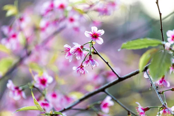 Wilde Himalaya Kirschblüten Thailand Bei Koon Chang Kean Changmai Thailand — Stockfoto