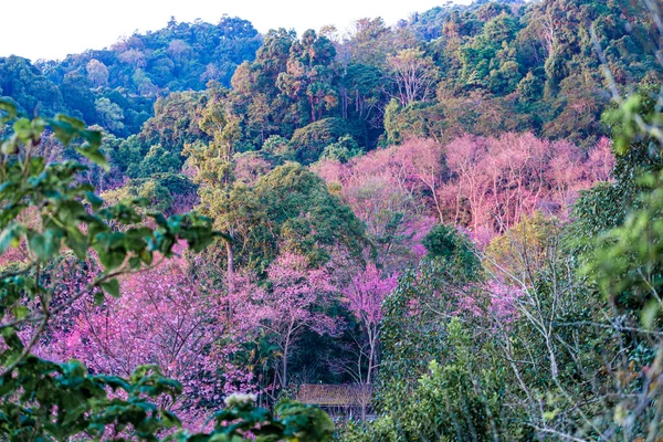 Vahşi Himalaya kiraz çiçekleri Tayland 'da güzel çiçekler Koon Chang Kean, Changmai Tayland Eyaleti, Tayland' da Sakura