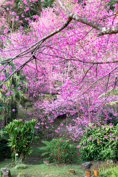 Vahşi Himalaya kiraz çiçekleri Tayland 'da güzel çiçekler Koon Chang Kean, Changmai Tayland Eyaleti, Tayland' da Sakura
