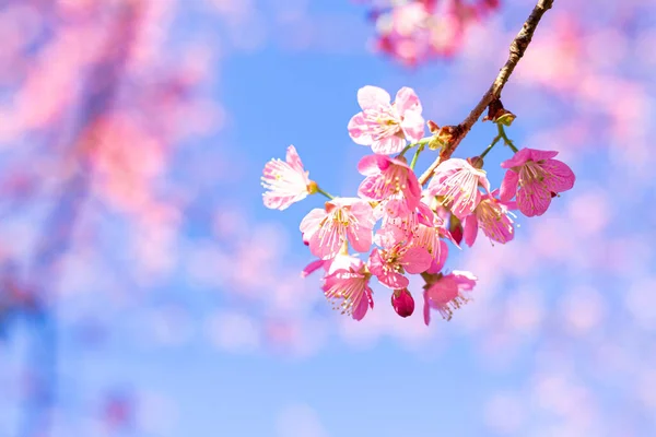 Flor Cerezo Del Himalaya Salvaje Hermosas Flores Tailandia Koon Chang Imágenes De Stock Sin Royalties Gratis