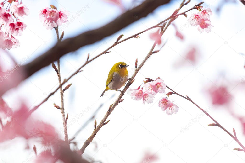 Little bird eats nectar on a cherry blossom tree,Sakura blossom beautiful flowers at Doi Ang Khang , Chiang Mai Thailand Province, Sakura in Thailand