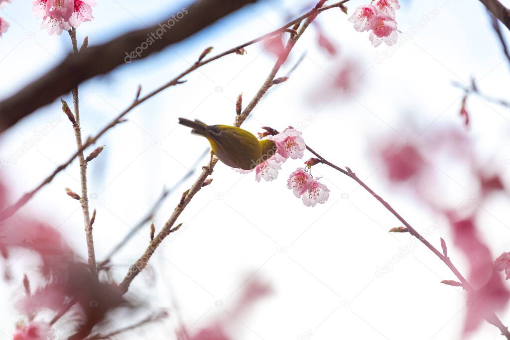Little bird eats nectar on a cherry blossom tree,Sakura blossom beautiful flowers at Doi Ang Khang , Chiang Mai Thailand Province, Sakura in Thailand