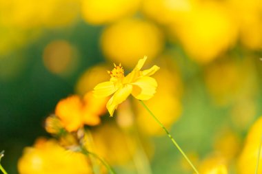 Sarı Kozmos çiçekleri yeşil bahçede güzel, ilkbaharda güzel çiçekler
