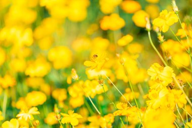 Sarı Kozmos çiçekleri yeşil bahçede güzel, ilkbaharda güzel çiçekler