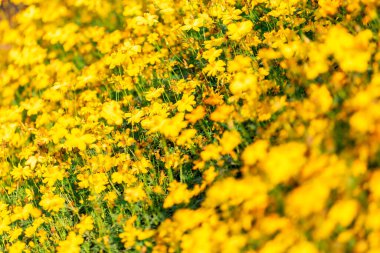 Sarı Kozmos çiçekleri yeşil bahçede güzel, ilkbaharda güzel çiçekler