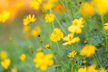 Sarı Kozmos çiçekleri yeşil bahçede güzel, ilkbaharda güzel çiçekler