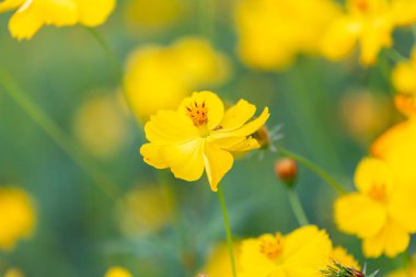 Sarı Kozmos çiçekleri yeşil bahçede güzel, ilkbaharda güzel çiçekler