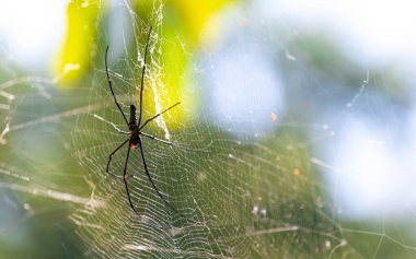 Penceresinde çiy damlaları olan örümcek ağı
