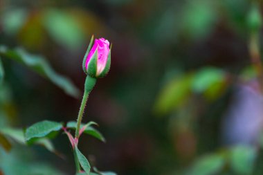 Yeşil bahçede güzel pembe güller