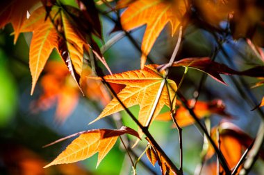 Ağacın güzel kırmızı akçaağaç yaprağı, sonbahar renklerinde akçaağaç yaprakları