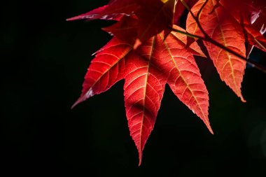 Ağacın güzel kırmızı akçaağaç yaprağı, sonbahar renklerinde akçaağaç yaprakları