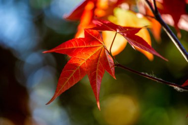 Ağacın güzel kırmızı akçaağaç yaprağı, sonbahar renklerinde akçaağaç yaprakları