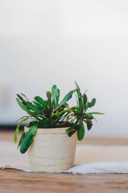 Beyaz arka planda küçük bir saksıda yeşil bir bitki.