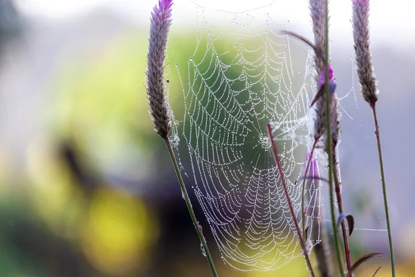 Spinnenweb Met Dauwdruppels Het Gras — Stockfoto
