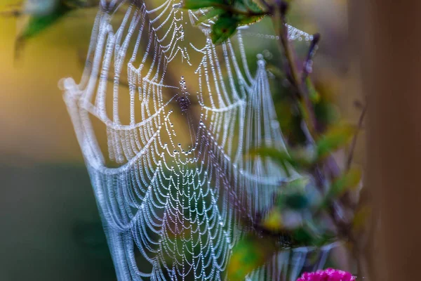 Spinnenweb Met Dauwdruppels Het Raam — Stockfoto