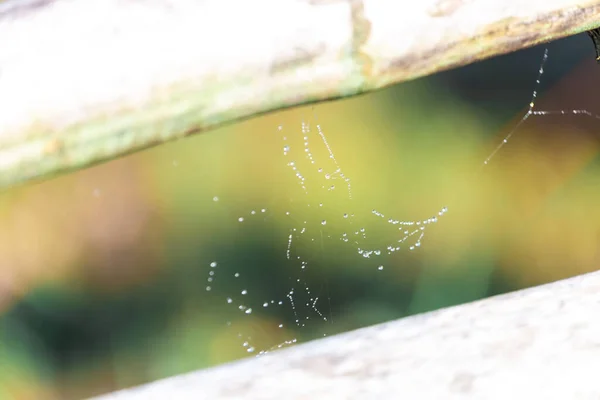 Spinnennetz Mit Tautropfen Fenster — Stockfoto