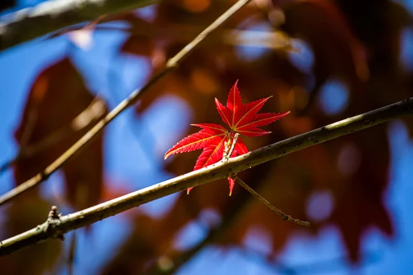 아름다운 단풍나무 색깔의 메이플 — 스톡 사진