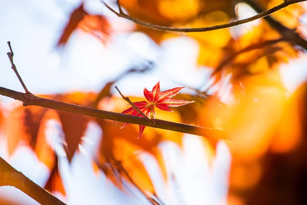 Schöne Rote Ahornblätter Des Baumes Ahornblätter Den Herbstfarben — Stockfoto