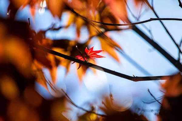 Schöne Rote Ahornblätter Des Baumes Ahornblätter Den Herbstfarben — Stockfoto