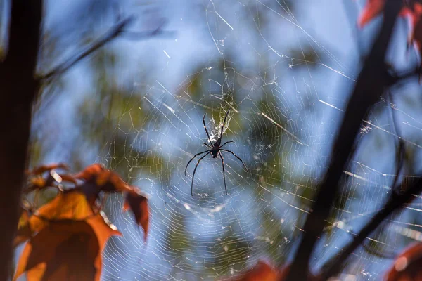 Spinnenweb Met Spinnenweb Flora — Stockfoto