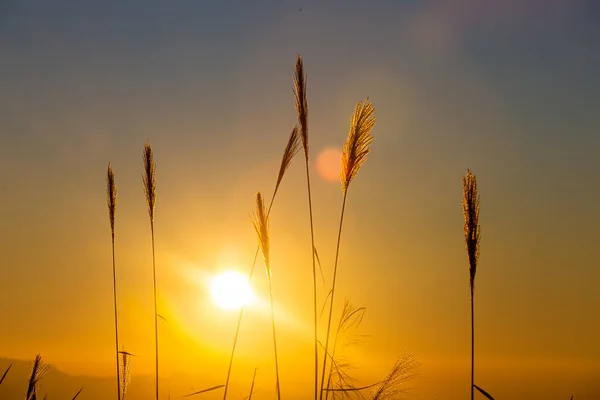 Beautiful soft focus of mountain grass, stalks blowing in the wind at golden sunset light, blurred mountain on background with light bokeh ,Nature grass concept