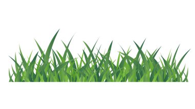 Green grass beautiful vector , isolated on white background ,Vector illustration EPS 10