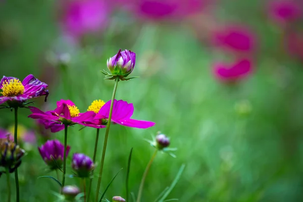 Rosafarbene Und Weiße Kosmos Blumen Garten Schöne Blume — Stockfoto