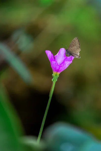 Papillon Mange Eau Douce Fleur Dans Jardin — Photo