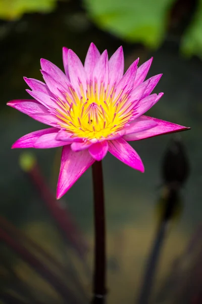 Прекрасный Розовый Цветок Лотоса Close Focus Green Leaf Pond Deep — стоковое фото