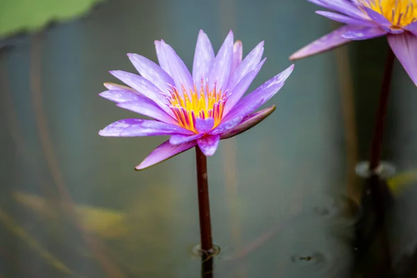 Фото Макро Снимок Пчелы Кишащей Цветке Лотоса Красивый Фиолетовый Цветок — стоковое фото
