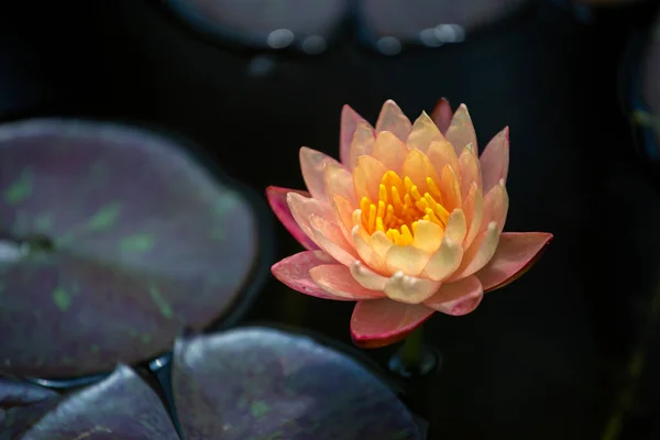 Beautiful Pink Lotus Flower Close Focus Green Leaf Pond Deep — Stock Photo, Image