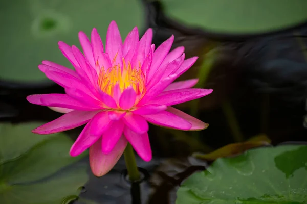 Прекрасный Розовый Цветок Лотоса Close Focus Green Leaf Pond Deep — стоковое фото