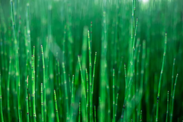 Grünes Gras Mit Tautropfen — Stockfoto