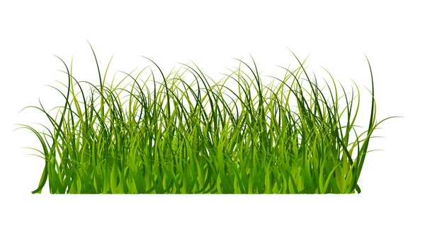 Green Grass Beautiful Vector Isolated White Background Vector Illustration Eps — Vetor de Stock