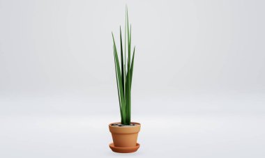 Kahverengi bir saksının içindeki yeşil hava arındırıcı ağaç beyaz arka planda izole edilmiş. 3B Resim Hazırlama