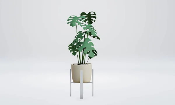 Tropical Monstera plant with white plant pot stand isolated on white background. 3D Rendering Illustration